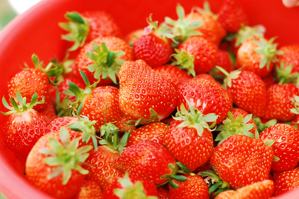 http://pic.snowrain.org/webpic/20090718-strawberry/DSC_3435.jpg